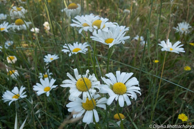 Oxeye Daisy